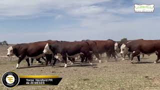 CONJUNTO TOROS HEREFORD [upl. by Teodoro]