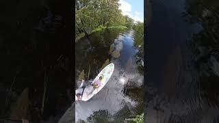 Manatee encounter on the Silver River scottobrian1 [upl. by Orpah]