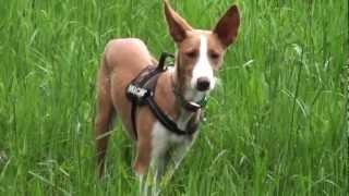 Podenco Ibicenco Sommerspiele [upl. by Bergmans]