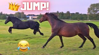 Queen👑Uniek the jumping horse🤣 Can a Friesian horse jump  Friesian Horses [upl. by Sidra168]