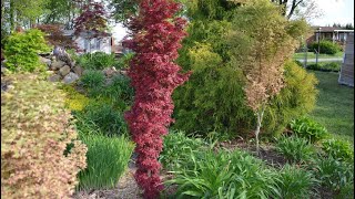 TWOMBLYS RED SENTINEL JAPANESE MAPLE  JAPANESE MAPLES [upl. by Orvah]