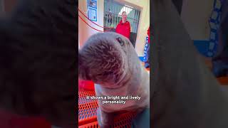 The baby walrus survived with the help of humans animals walrus cute friendship [upl. by Schuster]