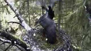 ESTONIA BLACK STORK CAM HUGE FIGHT in NEST with 3 STORKS [upl. by Stafford]