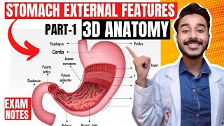 Stomach Anatomy 3D  external features of stomach anatomy  anatomy of stomach external feature [upl. by Woodruff]