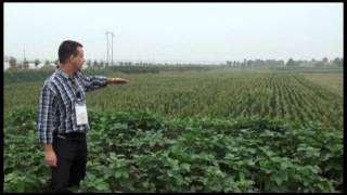 Agricultura Chinesa [upl. by Eirehs18]