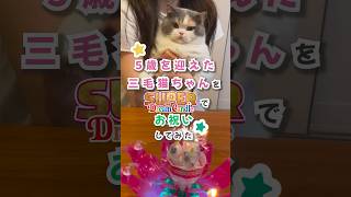 猫ちゃん５歳の誕生日を、三毛猫仕様にカスタマイズしたスーパードリームキャンドル で祝ったよ！カスタマイズの様子を紹介した別動画の後編。 [upl. by Hibbs]