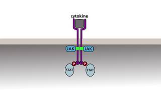 The JAKSTAT pathway [upl. by Minetta]