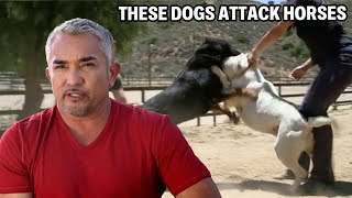 Dealing With A Rottweiler And Bulldog That Attack Horses  Cesar 911 Season 2 Ep 1 [upl. by Lenette]