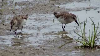 Semipalmated Sandpipers Foraging [upl. by Meier]