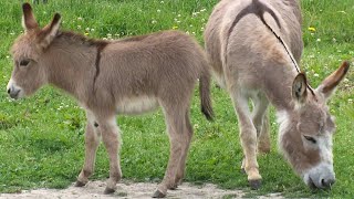 Miniature donkeys may be the cutest livestock weve ever seen [upl. by Ij26]