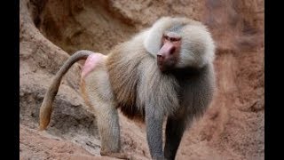 Hamadryas Baboons At Vizag  Vishakapatnam Zoo [upl. by Anan459]