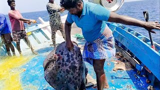 அரியவகை திருக்கை மீன்  A rare type of Batoidea Fish tamil dangerous sea fishing viral video [upl. by Yerfej]