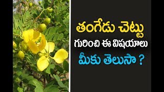 Tangedu  Tangedu Puvvu  తంగేడు పువ్వు  tangedu chettu uses in telugu  తంగేడు చెట్టు Flower [upl. by Martine253]