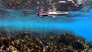 Marine Iguanas  Galapagos Islands [upl. by Yllus]