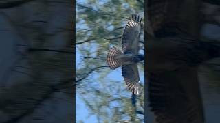 Broad winged hawk … I apologize for the incorrect info … broadwingedhawk hawks starting to learn [upl. by Gould]