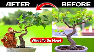 Ficus Bonsai Shaping  Ficus Bonsai For Beginners [upl. by Enyalahs]