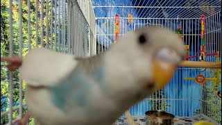 The BEST PARAKEETS SOUNDS 3 Hours for your birds to listen to [upl. by Garlen660]