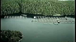 Salmon Aquaculture  A Growing Industry [upl. by Kevina]