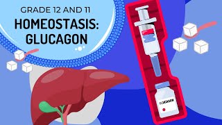 GLUCAGON HOMEOSTASIS The Endocrine System [upl. by Simdars851]