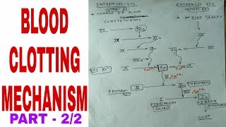 Blood clotting mechanism  22 [upl. by Ruddie570]