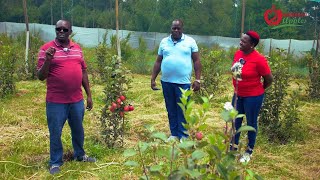 WAMBUGU APPLES HARVESTING AT MR WANYEKIS FARM IN OL JOROOROK NYANDARUA COUNTY [upl. by Lerual664]