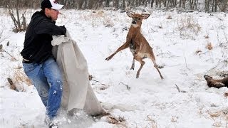 Locked Whitetail Bucks Freed Watch Their Antlers Get Sawed Off [upl. by Brunhild814]