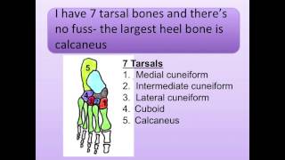 Tarsal Bones Song [upl. by Eltsyrhc]