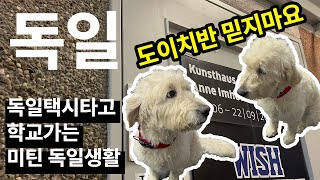 🇩🇪 독일 유학생 일상 vlog  독일유학 어때 라고 물으신다면…독일기차는 항상 왜이럴까 선진국이자나요  독일택시비 후덜덜 [upl. by Lertnahs]