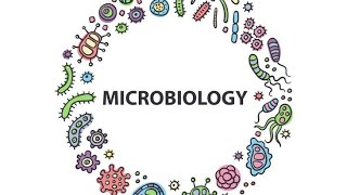 SalmonellaMicrobiologyPathologyMBBS [upl. by Anirdua]