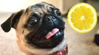 Funny Dogs Reaction to Lemon Compilation [upl. by Madel]