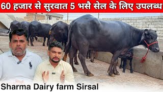 60 हजार से सुरवात 5 ताजा ब्याई भैंस। Shrma Dairy farm Sirsal नया धमाका। [upl. by Nodmac]