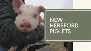 Hereford Piglets New piglets on the farm herefordpiglets pasturedpork [upl. by Enerahs518]