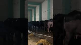 35 Baflo ready shrishyamdairyfarm [upl. by Lorens]