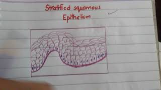 stratified squamous epithelium histo diagram made easy [upl. by Sheffie162]