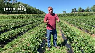 Cover Crops in Strawberry Production [upl. by Yleve277]