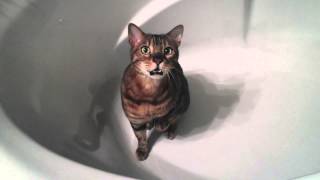 Bengal cat chirping in a bathtub [upl. by Doownil174]