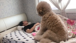 Every morning I didnt know my dogs behavior [upl. by Edrahc]