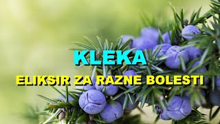 KLEKA  ELIKSIR Za RAZNE BOLESTI [upl. by Alliuqa781]