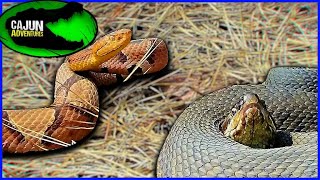 Cottonmouth VS Copperhead [upl. by Mackintosh]