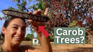 How Carob Trees Shape Chocolate Alternatives Worldwide [upl. by Bald]