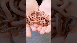 Are These Alive Super REALISTIC Fishing Worms [upl. by Sutherlan]