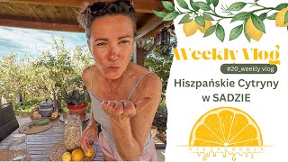 60 Hiszpańskie Cytryny w SADZIE WeeklyVlog [upl. by Lough]