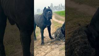 Cane corso in Uttar Pradesh Big dawgs canecorso dog viral fyp instagram shorts like share [upl. by Aivatnohs]