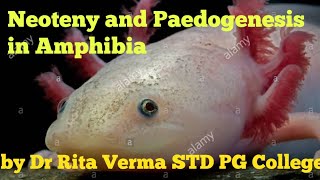 Neoteny and Paedogenesis in Amphibia [upl. by Otanod]