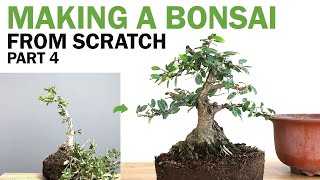 Making a Bonsai From Scratch  Yaupon Holly Part 4 [upl. by Cardwell944]