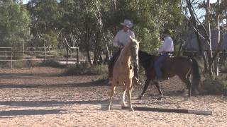 Light Hands Dressage with Steve Halfpenny [upl. by Perpetua923]