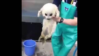 baby seal takes first swimming lesson in cute  viral [upl. by Sisco920]