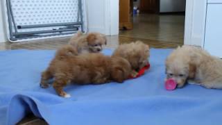 Maltipoo Puppies For Sale [upl. by Sibley]