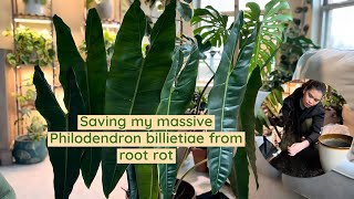 Saving my massive Philodendron billietiae from root rotdry rot repotting and cleaning the leaves [upl. by Nylirehs]