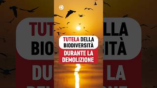 Tutela della biodiversità durante la demolizione  VIDEO COMPLETO👆👆 [upl. by Jovia]